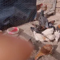 جوجه|حیوانات مزرعه|گتوند, |دیوار