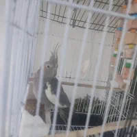 طوطی عروس هلندی