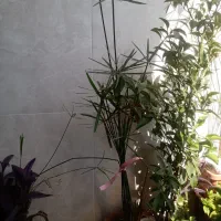 نخل مرداب کاکتوس چند نوع