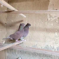 کفتر ساعت سنگین (بشرط) بصورت فروش یکجایی درخدمتم|پرنده|فردیس, سپید دشت|دیوار