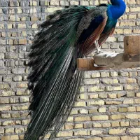 فروش طاووس