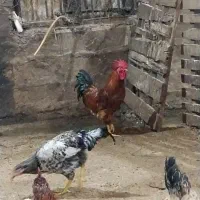 خروس محلی مناسب برای قربانی