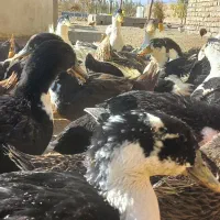 بلدرچین ،بوقلمون، اردک، جوجه مرغ و خروس 70 روزه|حیوانات مزرعه|اصفهان, شیخ اشراق|دیوار
