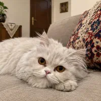 واگذاری گربه پرشین سفید