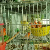 قناری رد فاکتور با جوجه چال اول|پرنده|مبارکه, |دیوار