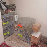 ۴ جفت گرینچیک آماده آماده