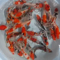 ماهی کوی نژاد|ماهی|قم, هفت تیر|دیوار