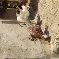 مرغ زینتی کاکلی پاپر