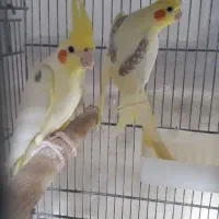 ۹جفت مولد عروس هلندی دوکت آلبینو لوتینو پروانه ای