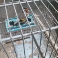 فروش جوجه سهره تازه تخت|پرنده|سقز, |دیوار