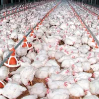 همکار تمام وقت برای مرغداری