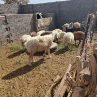 بره نر و ماده و میش|حیوانات مزرعه|آیسک, |دیوار