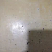 نظافتچی خانم