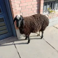 قصاب سیار در محل هشتگرد با تمام تجهیزات