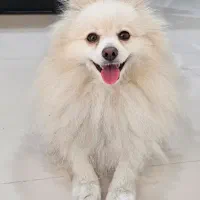 سگ پامرانین نر