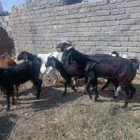 بز دورگ پاکستانی دوقلوزا آبستن