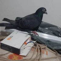 کبوتر زاغ و جوجه هاش