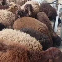 همو وهترو