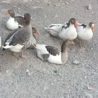 فروش غاز با قیمت