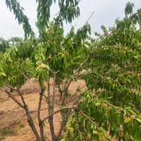 باغ 950متری اجیلی|فروش دفتر صنعتی، کشاورزی، تجاری|خمینی‌شهر, |دیوار