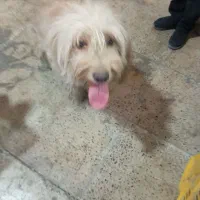 سگ شیتزو ماده 2ساله بهمراه باکس