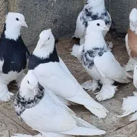 طوقی پاپر سلطنتی|پرنده|مبارکه, |دیوار