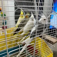 عروس هلندی بالغ دستی سخنگو|پرنده|سلمان‌شهر, |دیوار