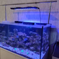 آکواریوم ابشور|ماهی|تهران, امین حضور|دیوار