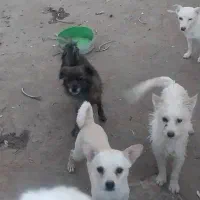 واگذاری انواع پاکوتاه|سگ|یزد, |دیوار