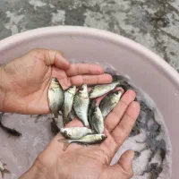 فروش مستقیم بچه ماهی کپور آمور اصلاح‌شده