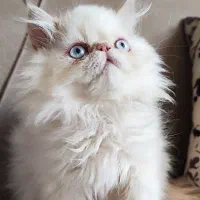 گربه پرشین سوپرفلت اشرافی