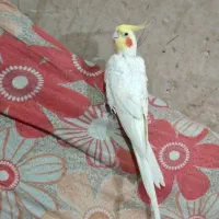 عروس هلندی نر معاوضه ای