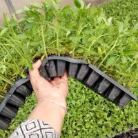 نشا ازاد بذر های هیبرید