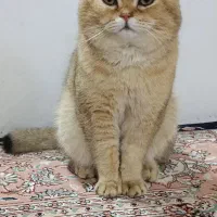 گربه بریتیش گلد