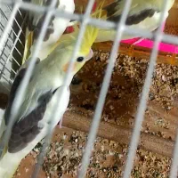 فروش عروس هلندی|پرنده|آشخانه, |دیوار