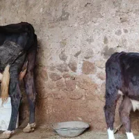 گاو با گوساله نر هلشتاین|حیوانات مزرعه|دهدشت, |دیوار