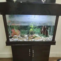 آکواریوم|ماهی|تهران, قصر فیروزه ۱|دیوار