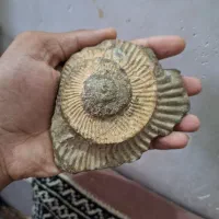 فسیل بسیار زیبای امونیت