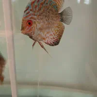 ماهی دیسکس|ماهی|شهریار, رزکان|دیوار