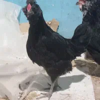 خروس گلین|حیوانات مزرعه|شیراز, گویم|دیوار