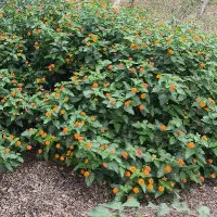 زمین خانببین (استان گلستان)