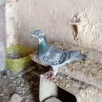 کبوتر پلاکی