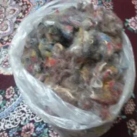 پشم تمیز و سالم