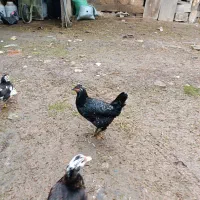 مرغ گلین لری|حیوانات مزرعه|طاهرگوراب, |دیوار