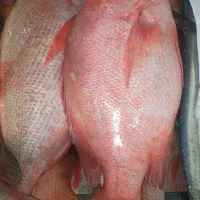 شیلات  ماهی ومیگو تازه وبه روز ساحل جنوب