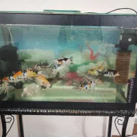 ماهی کوی نژاد دار