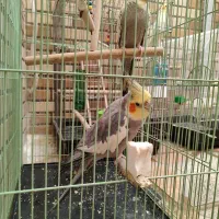 عروس هلندی ، لوتینو ، سینامون ، گل باقالی