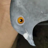 یک جفت پلاکی زاغ|پرنده|شهرضا, |دیوار