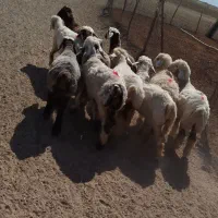 بره ماده|حیوانات مزرعه|مرودشت, مجد آباد|دیوار