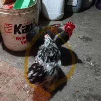 فروش دو جفت مرغ خروس کوشین|حیوانات مزرعه|قائمشهر, |دیوار